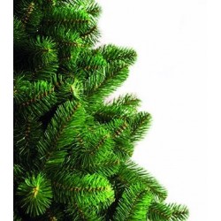 NORWAY SPRUCE