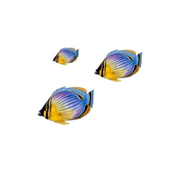 Vízalatti matrica, Szemfoltos Pillangóhal csoport